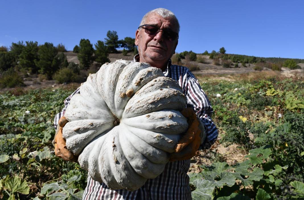 Tadı kestaneye benziyor. Bir tanesi 25 kilo bile gelebiliyor. 1 yıl bozulmadan saklanabiliyor 1